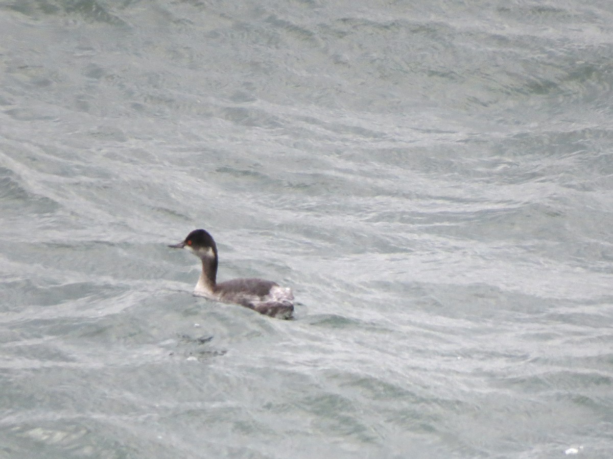 potápka černokrká - ML647434887