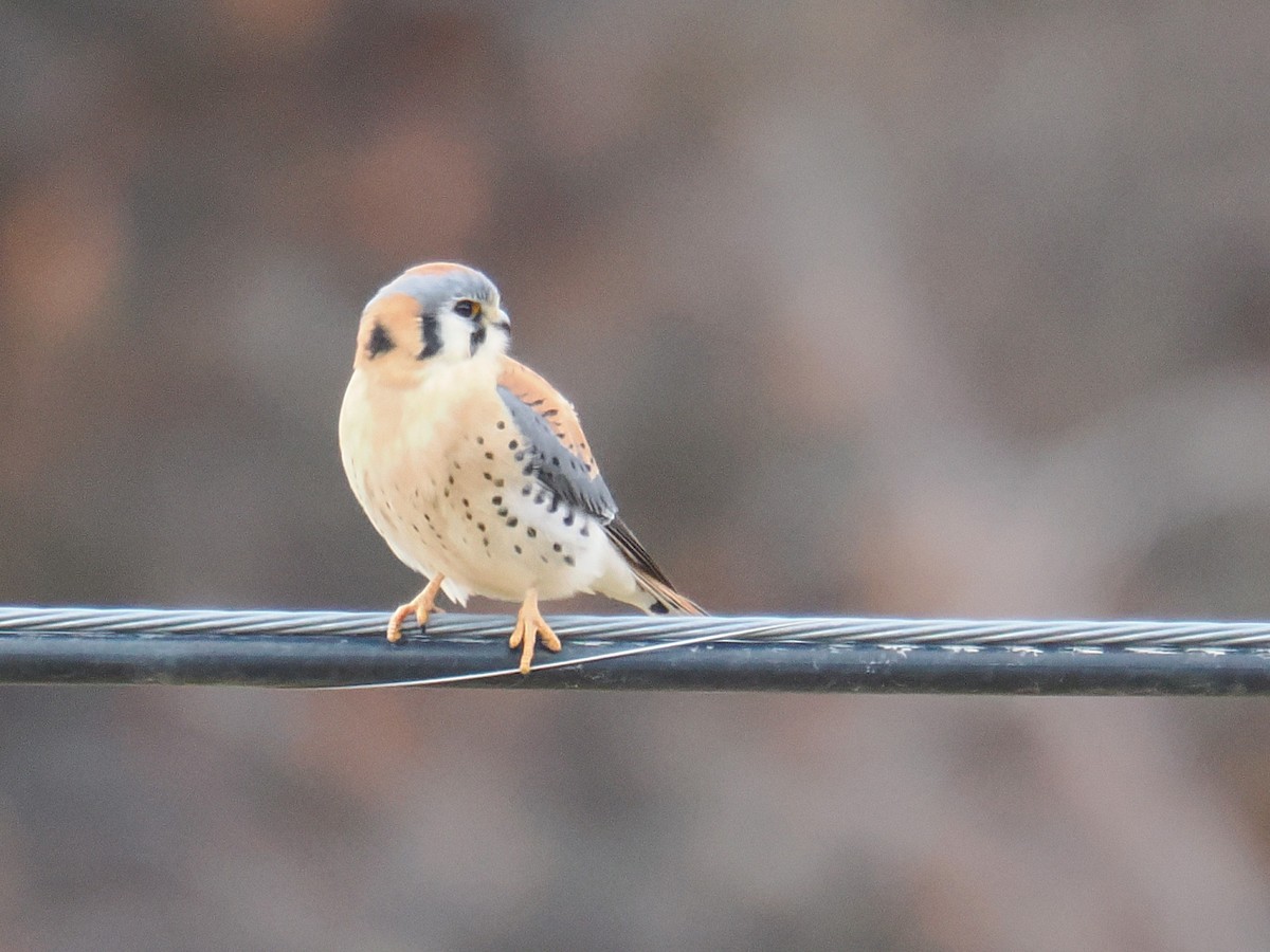 Crécerelle d'Amérique - ML647434904