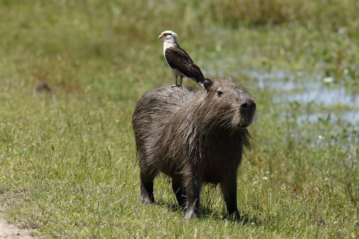 Capybara - ML647434932
