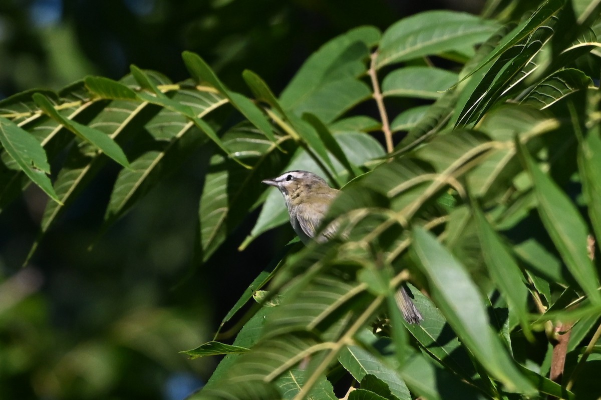 Красноглазый виреон - ML647434940