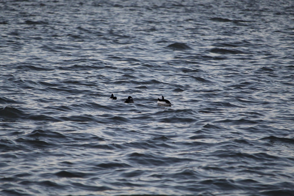 Bufflehead - ML647434946