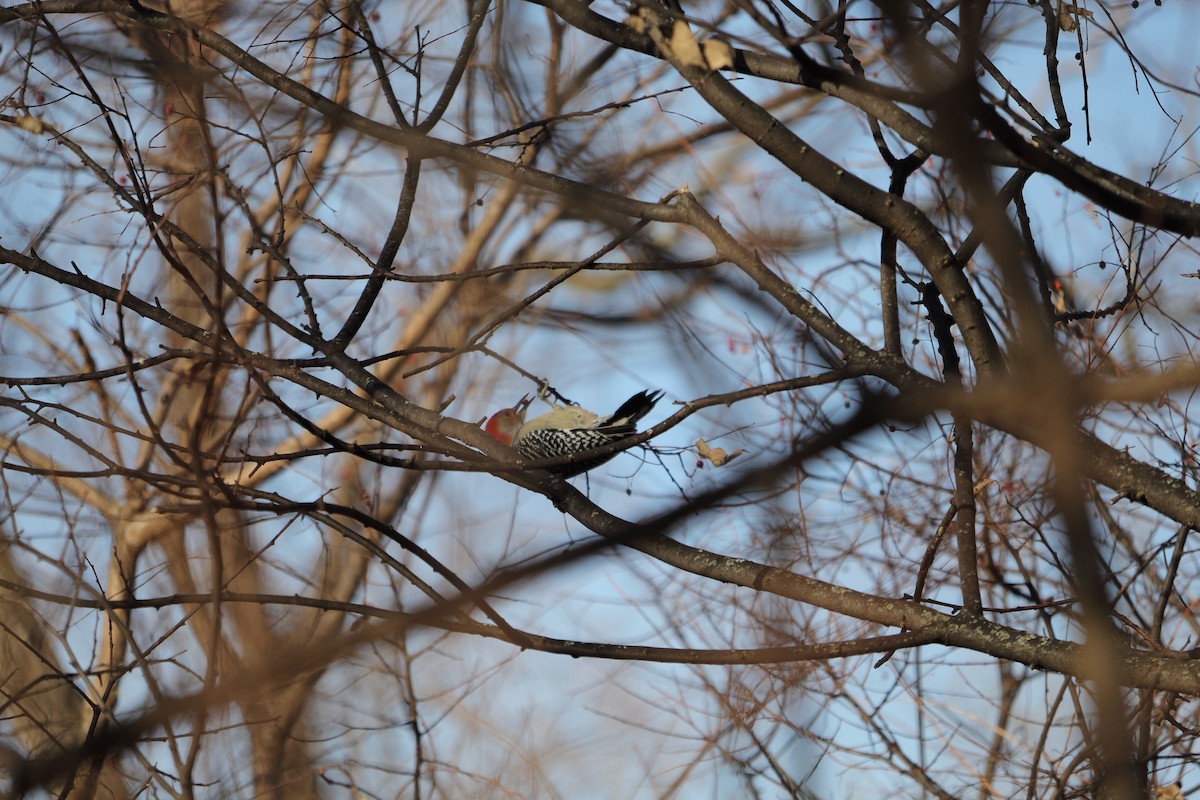 Red-bellied Woodpecker - ML647434968