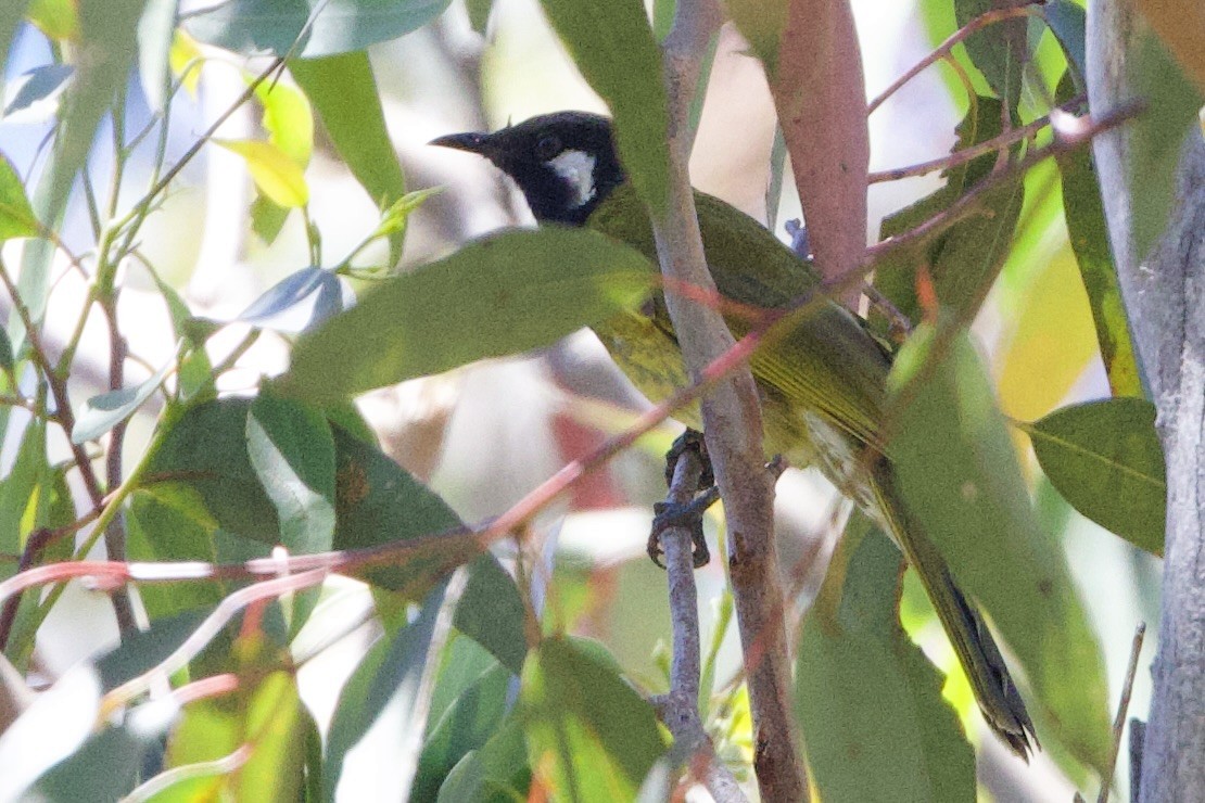 Méliphage leucotique - ML647434974