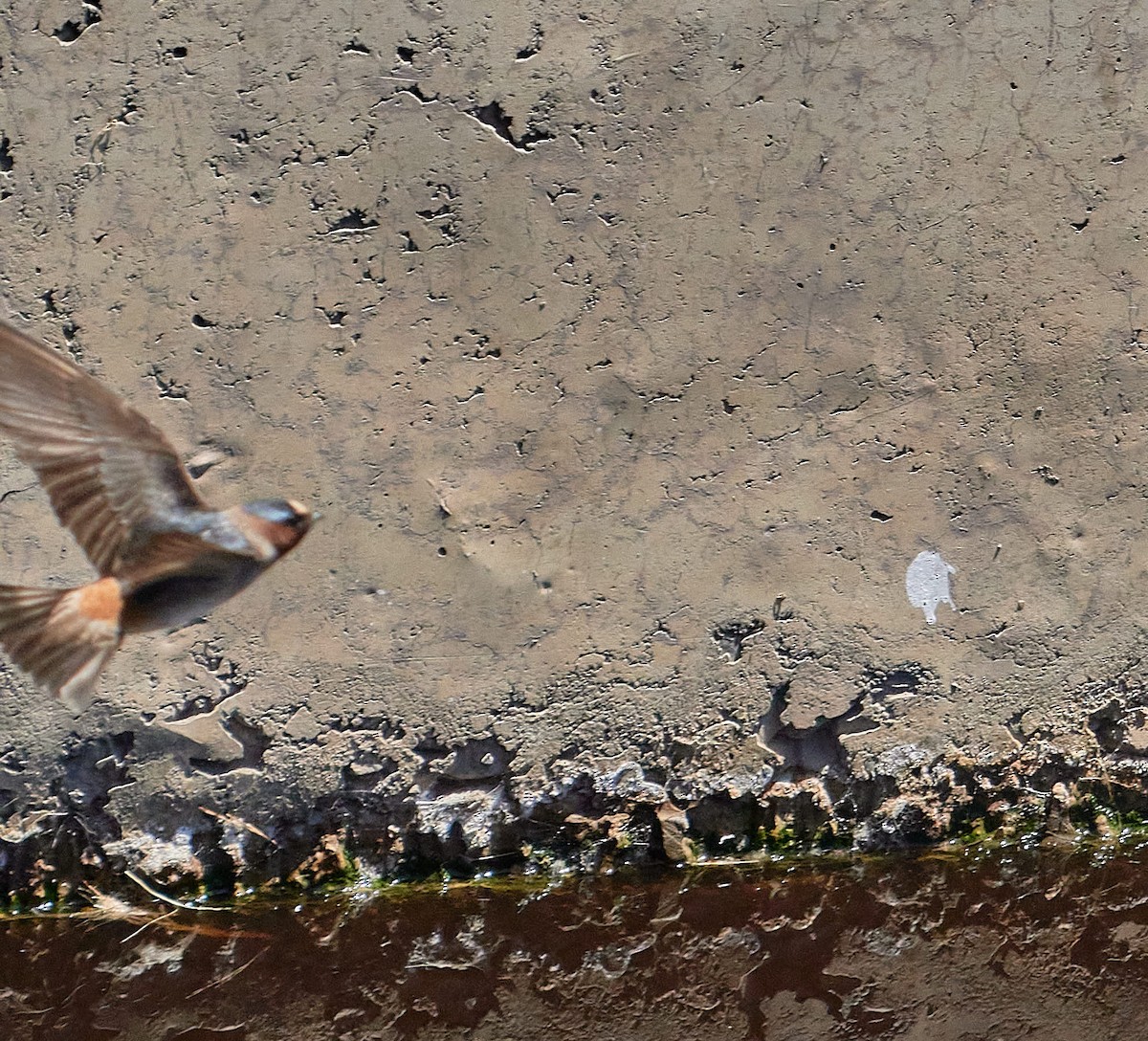 סנונית אמריקנית - ML647434980