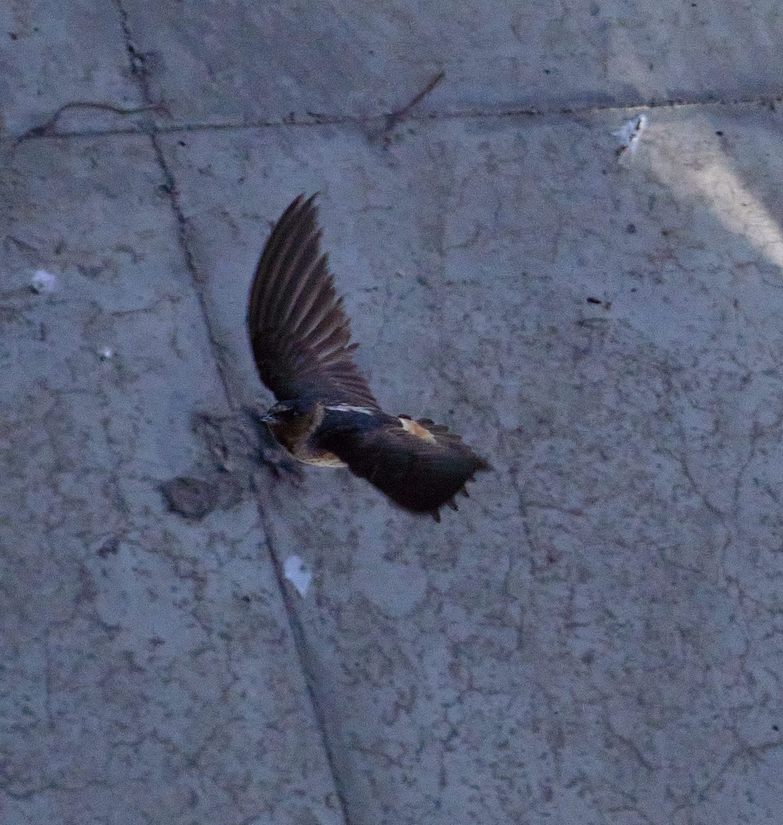 סנונית אמריקנית - ML647434981