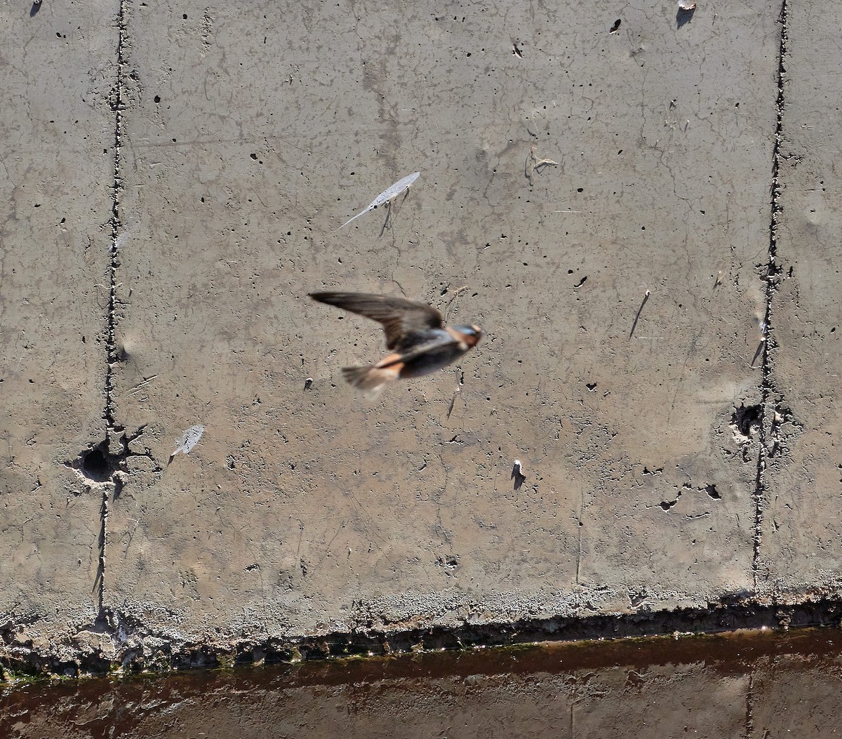 סנונית אמריקנית - ML647434982