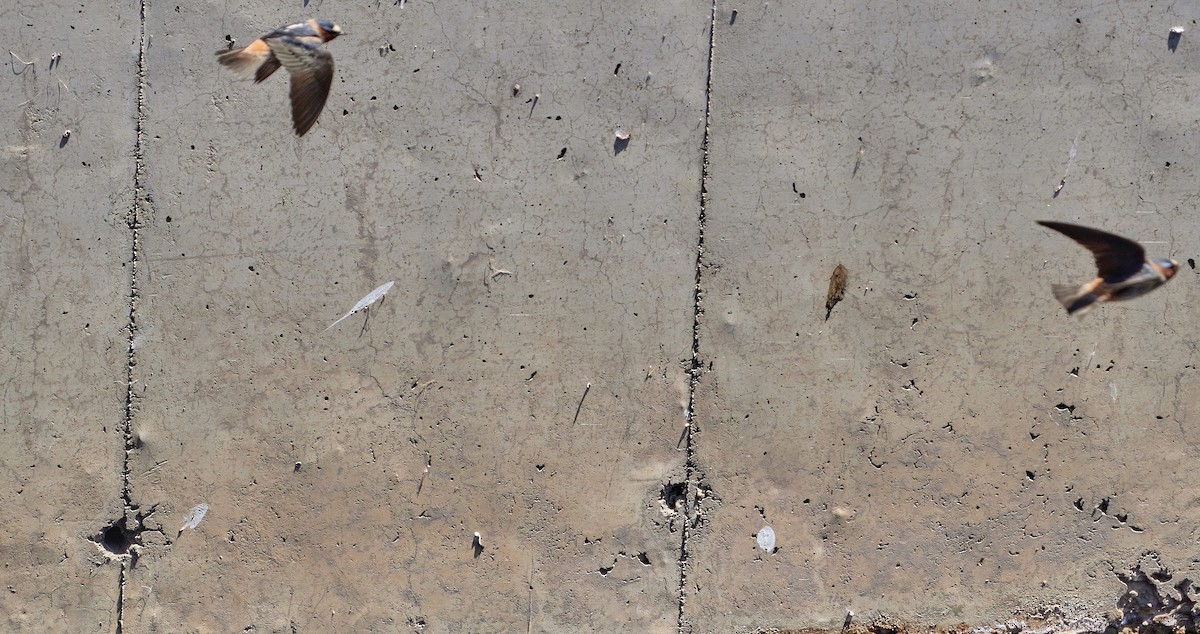 סנונית אמריקנית - ML647434983