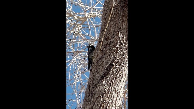 Williamson's Sapsucker - ML647434987
