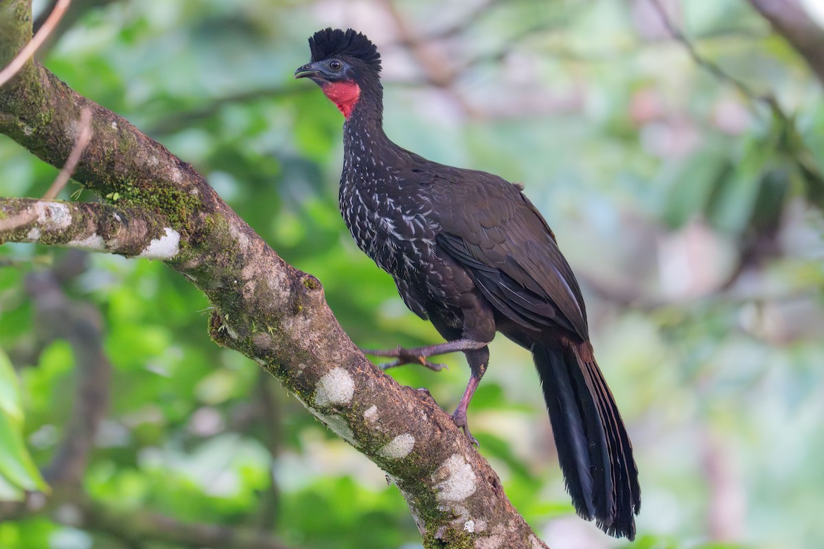 Crested Guan - ML647435013