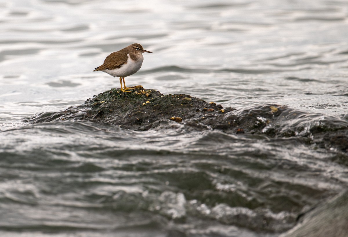 Benekli Düdükçün - ML647435014