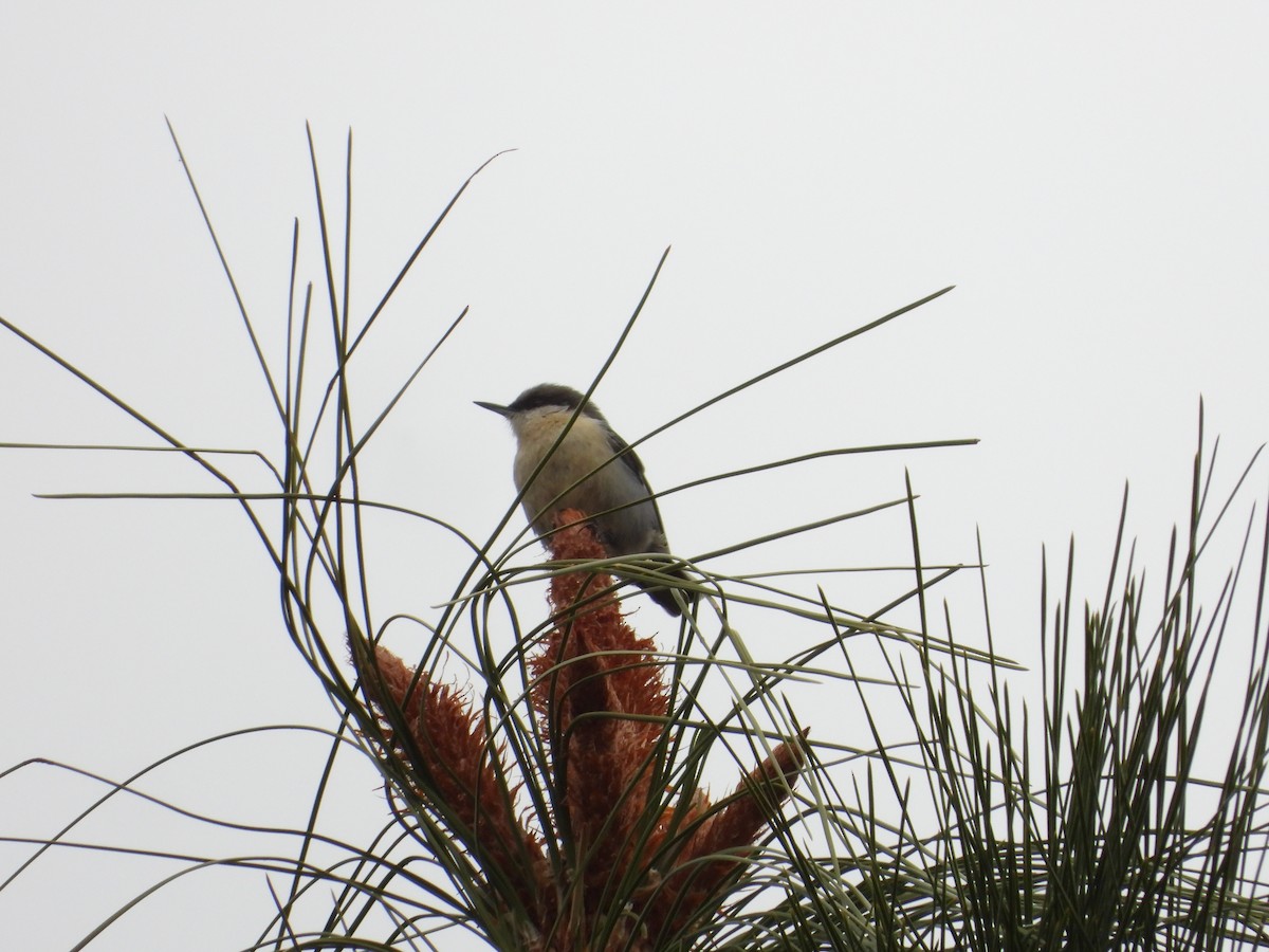 Zwergkleiber - ML647435027