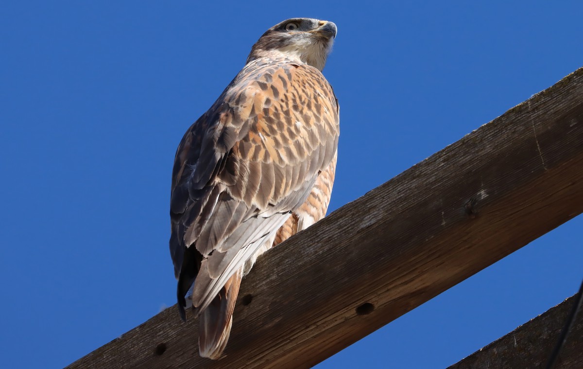 kongevåk - ML647435032