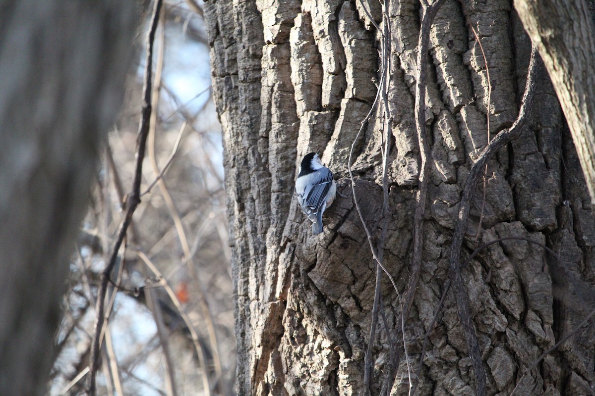 White-breasted Nuthatch - ML647435035