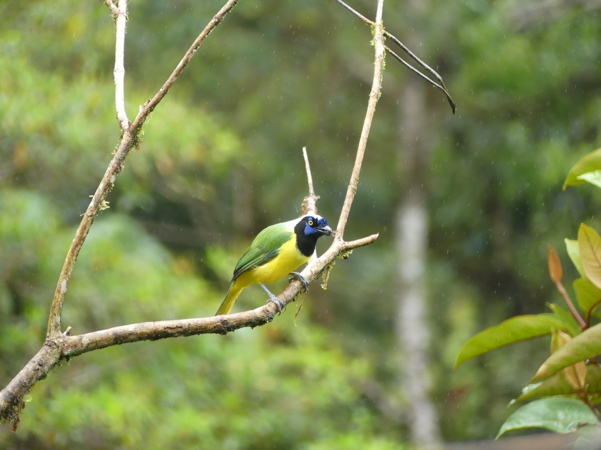 Inkablaurabe - ML647435038