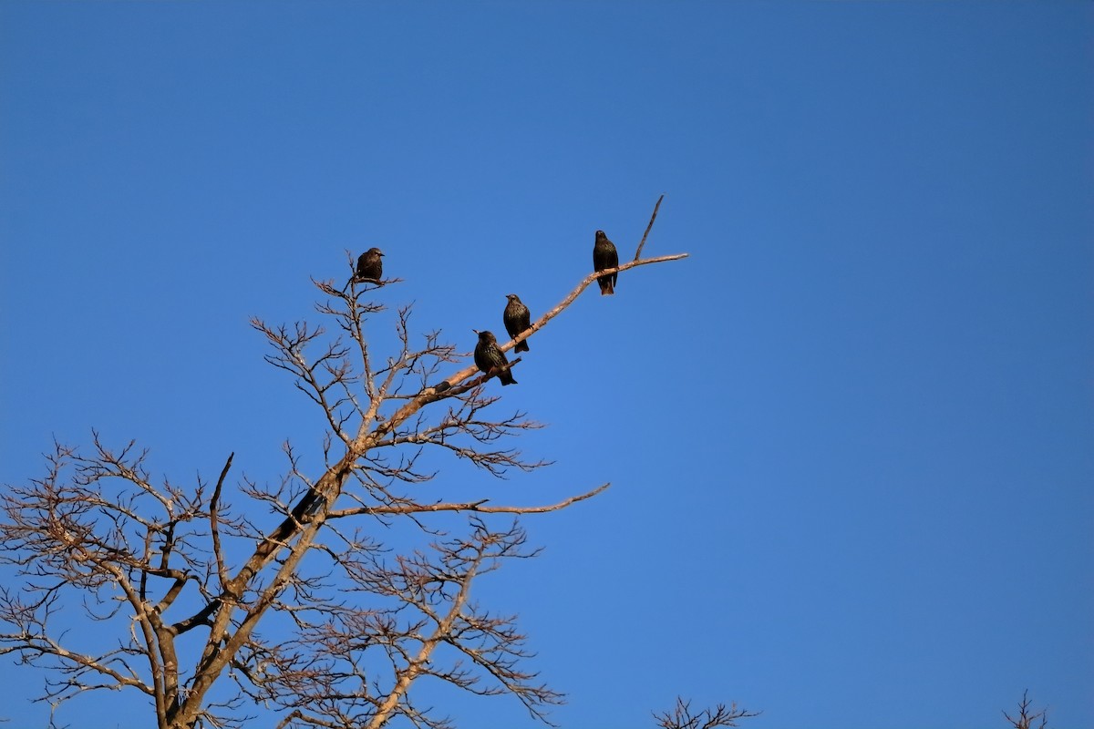 European Starling - ML647435040