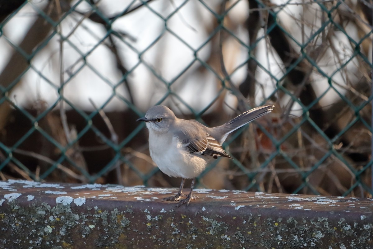 Northern Mockingbird - ML647435045