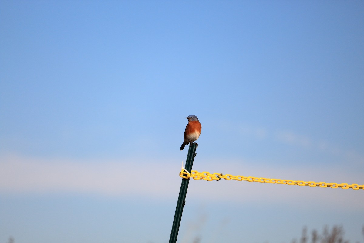 Eastern Bluebird - ML647435051
