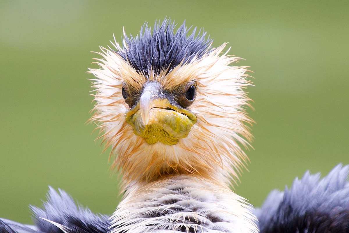 Little Pied Cormorant - ML647435053