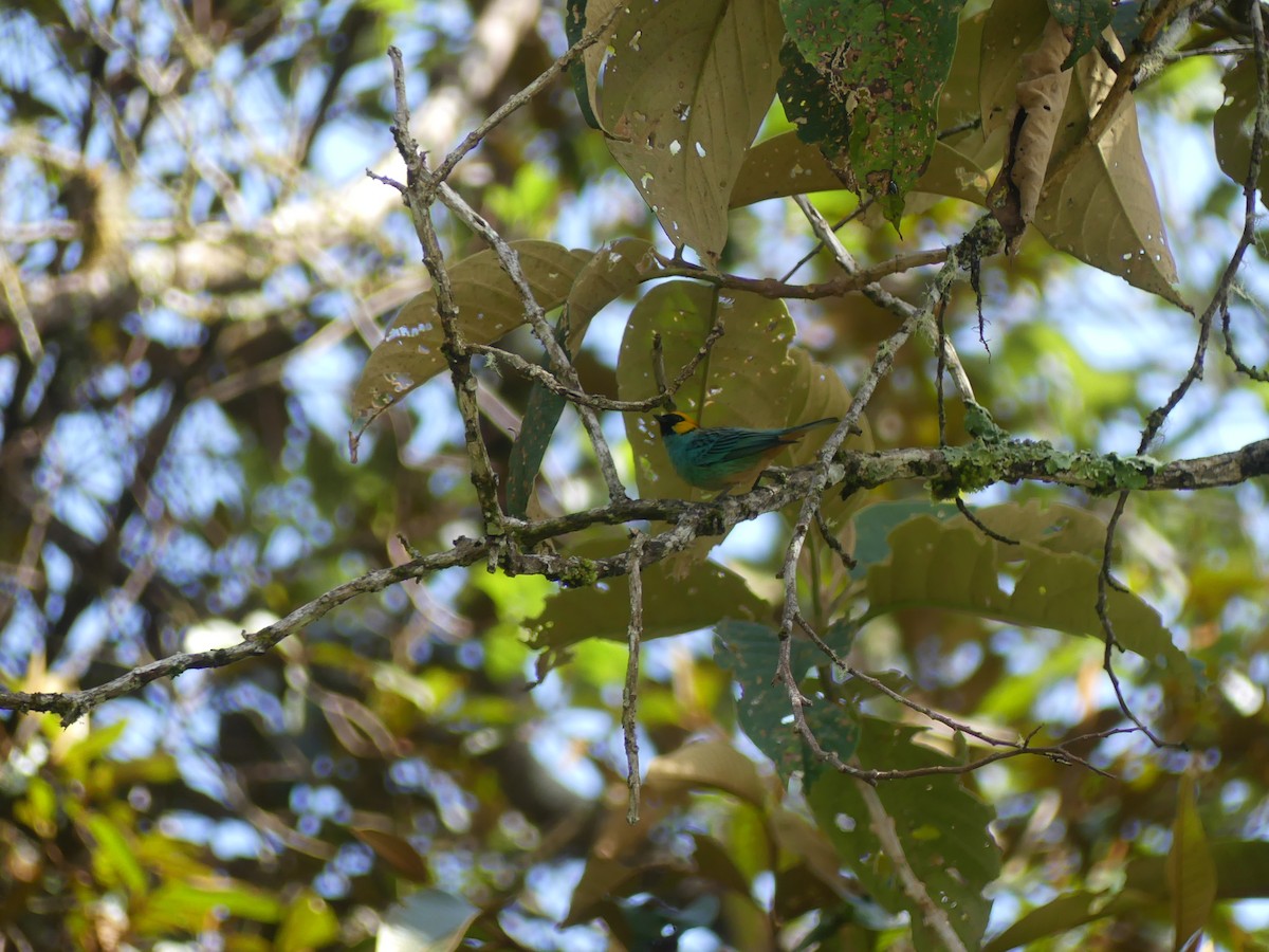 Gelbkopftangare - ML647435061