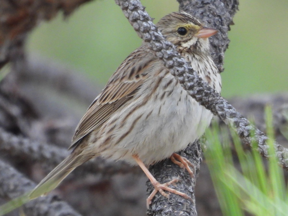 Grasammer - ML647435062