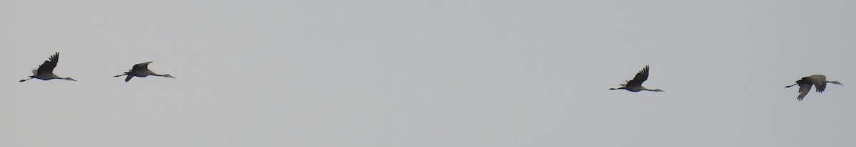 Kanadakranich - ML647435063