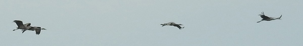 Kanadakranich - ML647435064