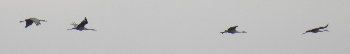 Kanadakranich - ML647435065