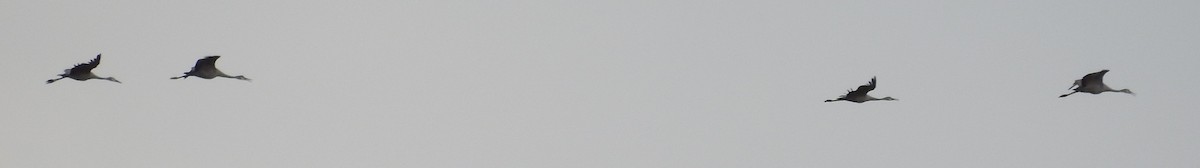 Kanadakranich - ML647435066