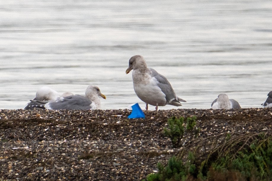 Polarmöwe - ML647435068