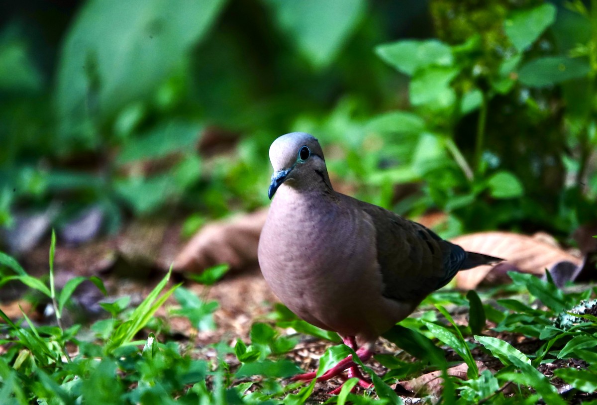 Ohrflecktaube - ML647435069