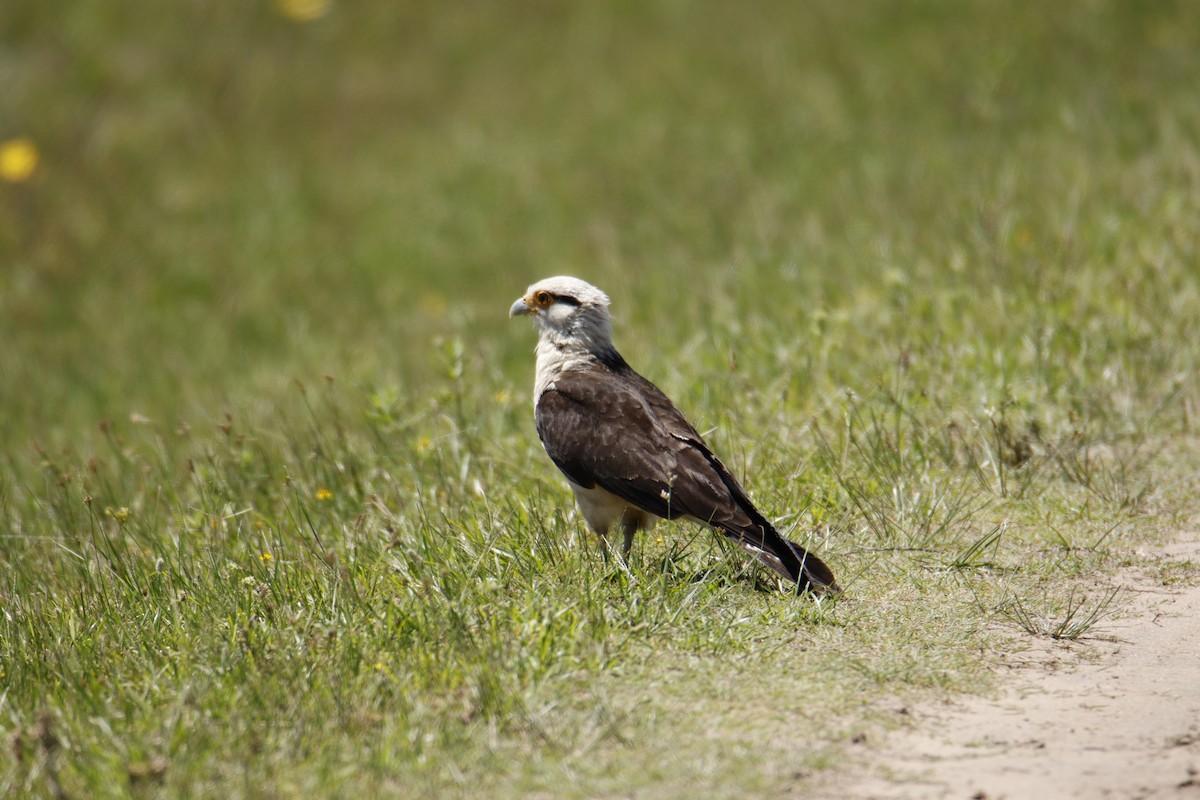 Gelbkopfkarakara - ML647435070