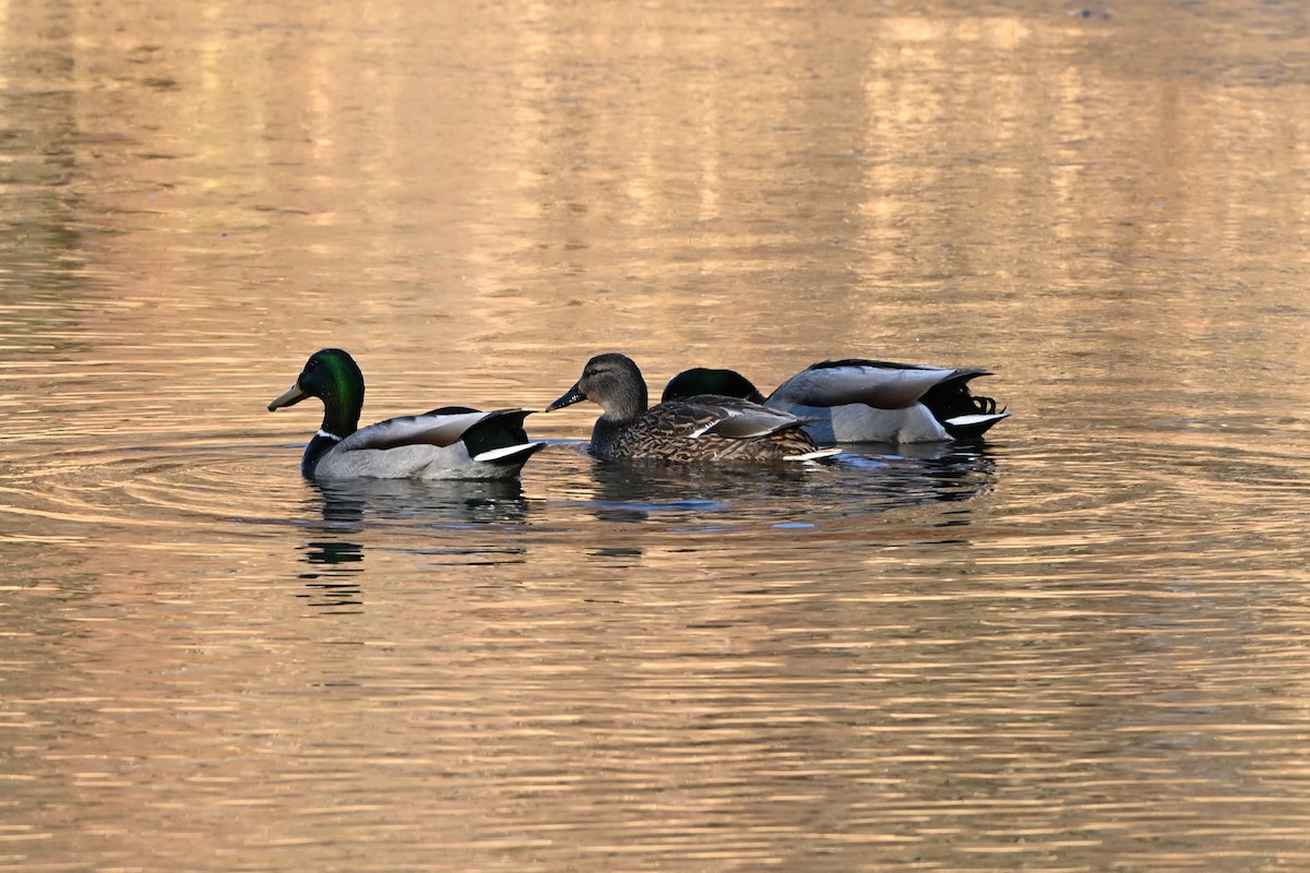 Stockente - ML647435071