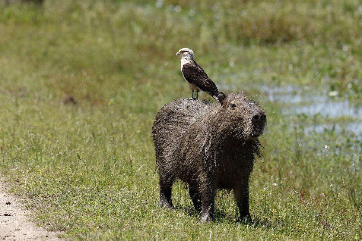 Gelbkopfkarakara - ML647435072