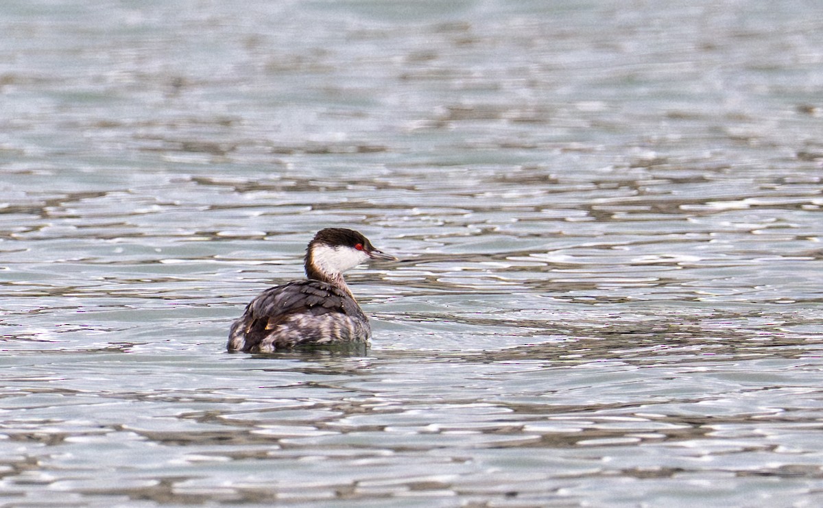 Ohrentaucher - ML647435073