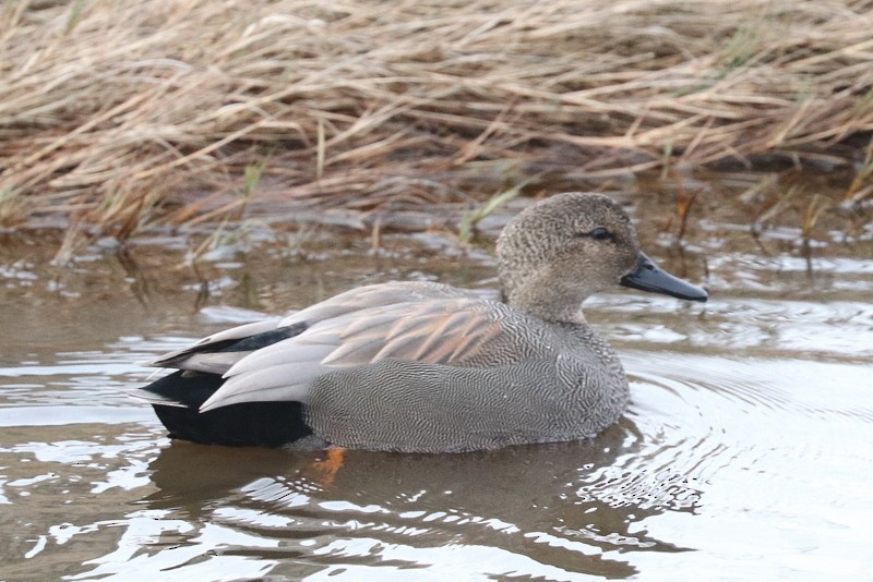 Schnatterente - ML647435075