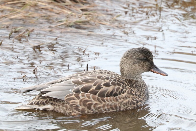 Schnatterente - ML647435076