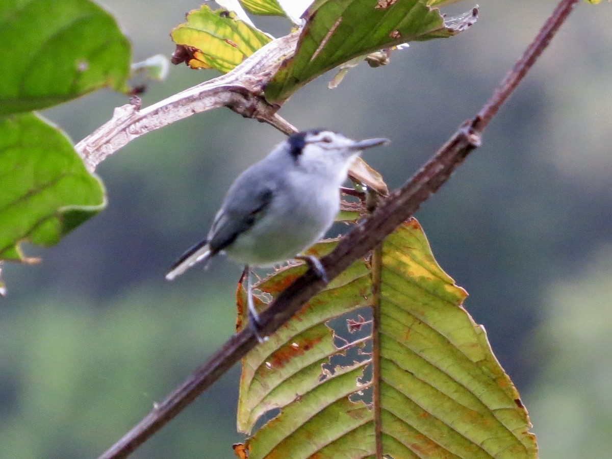 Weißbrauen-Mückenfänger - ML647435077