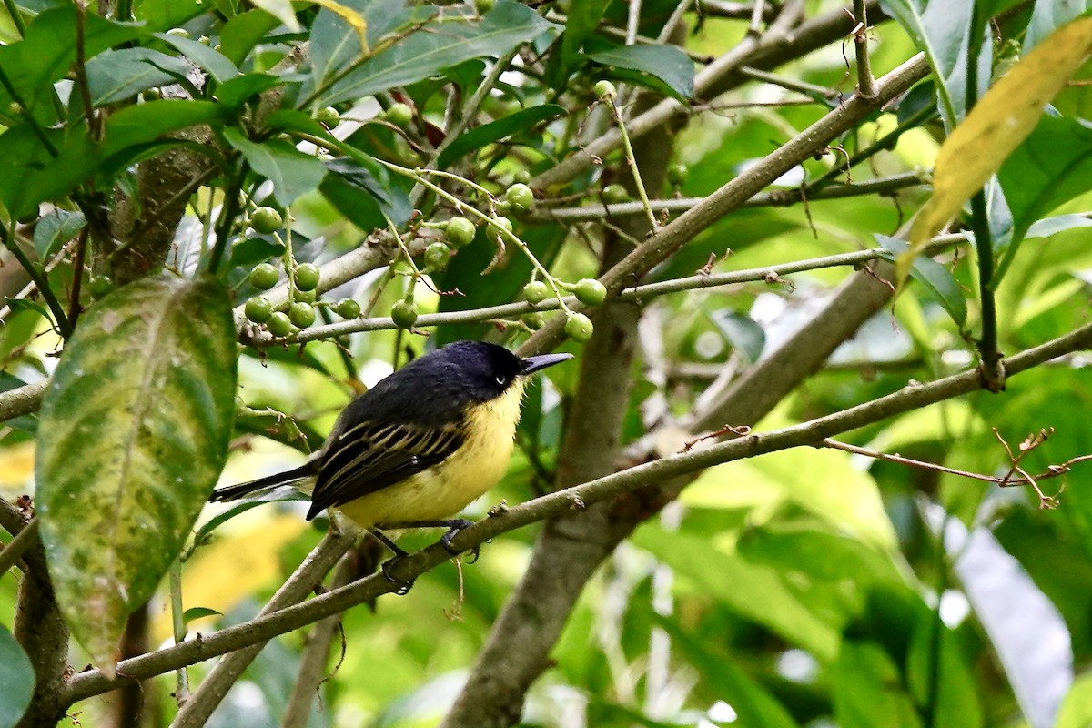 Graugelb-Todityrann - ML647435079