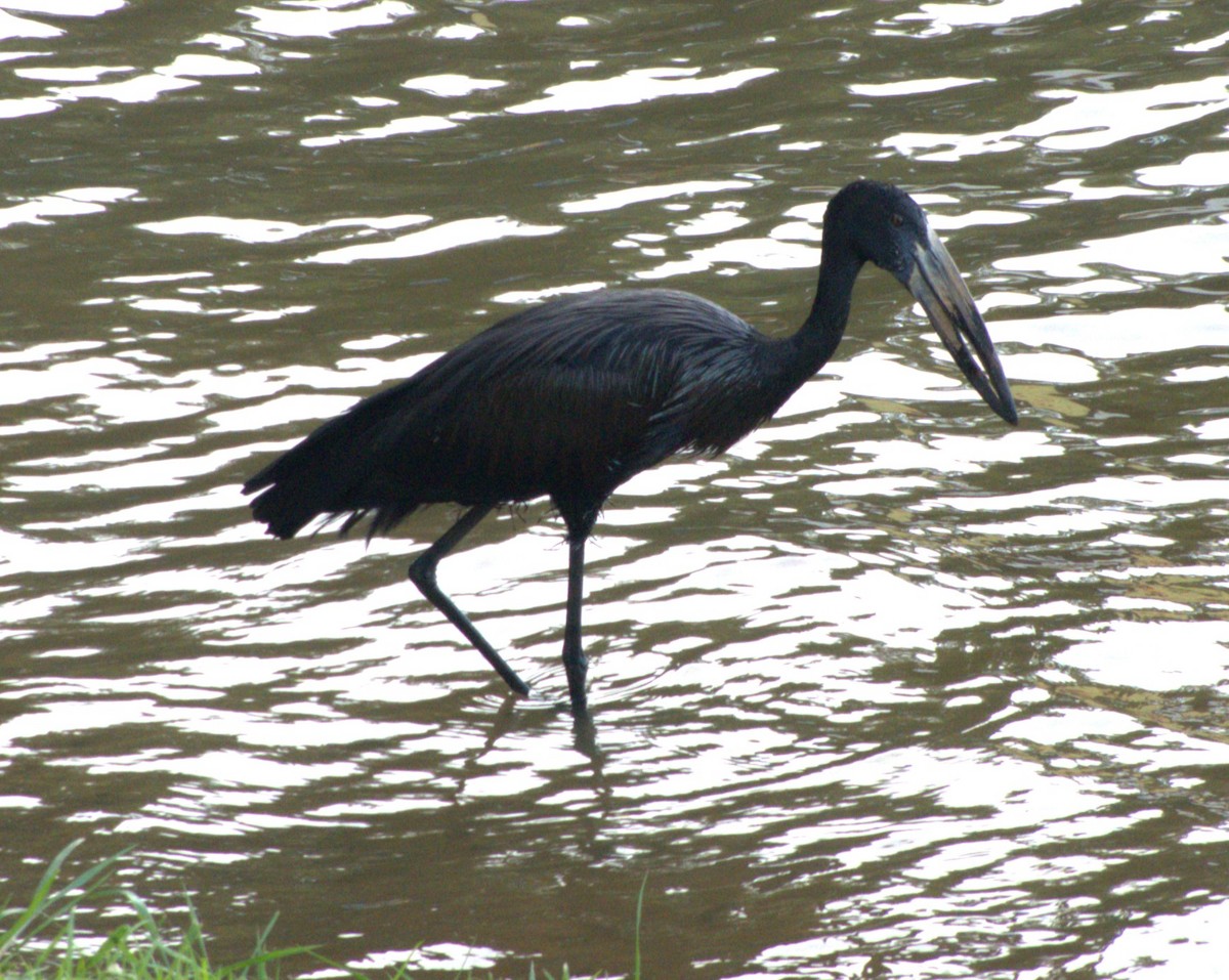 Glanzklaffschnabel - ML647435080