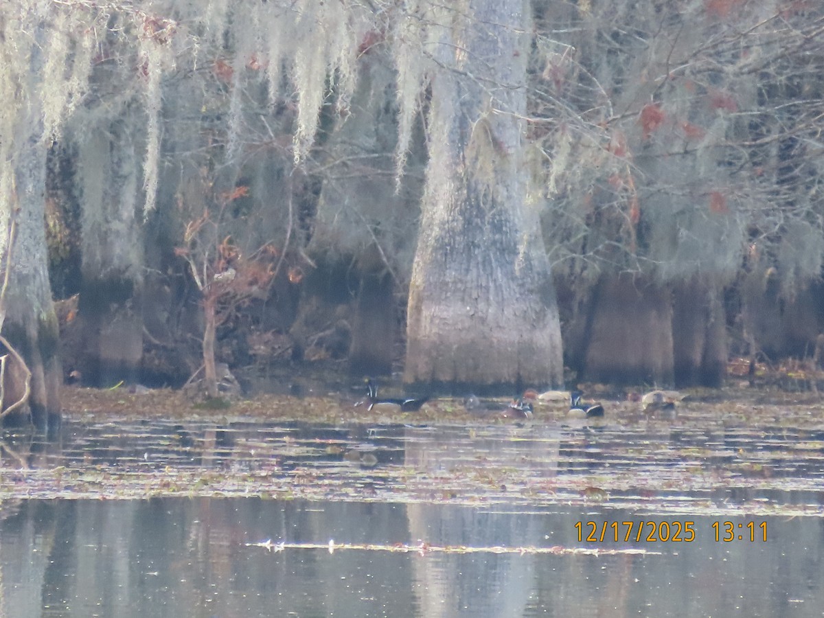 Brautente - ML647435081