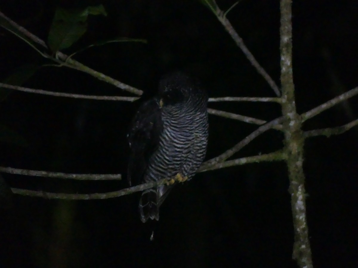 Zebrakauz - ML647435082