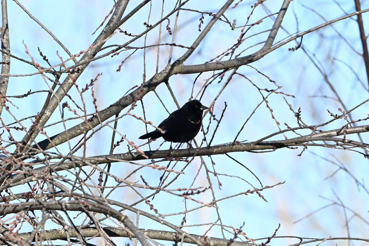 Rotflügelstärling - ML647435083