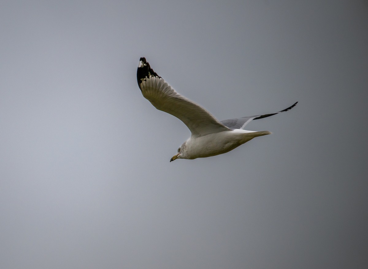 Ringschnabelmöwe - ML647435084