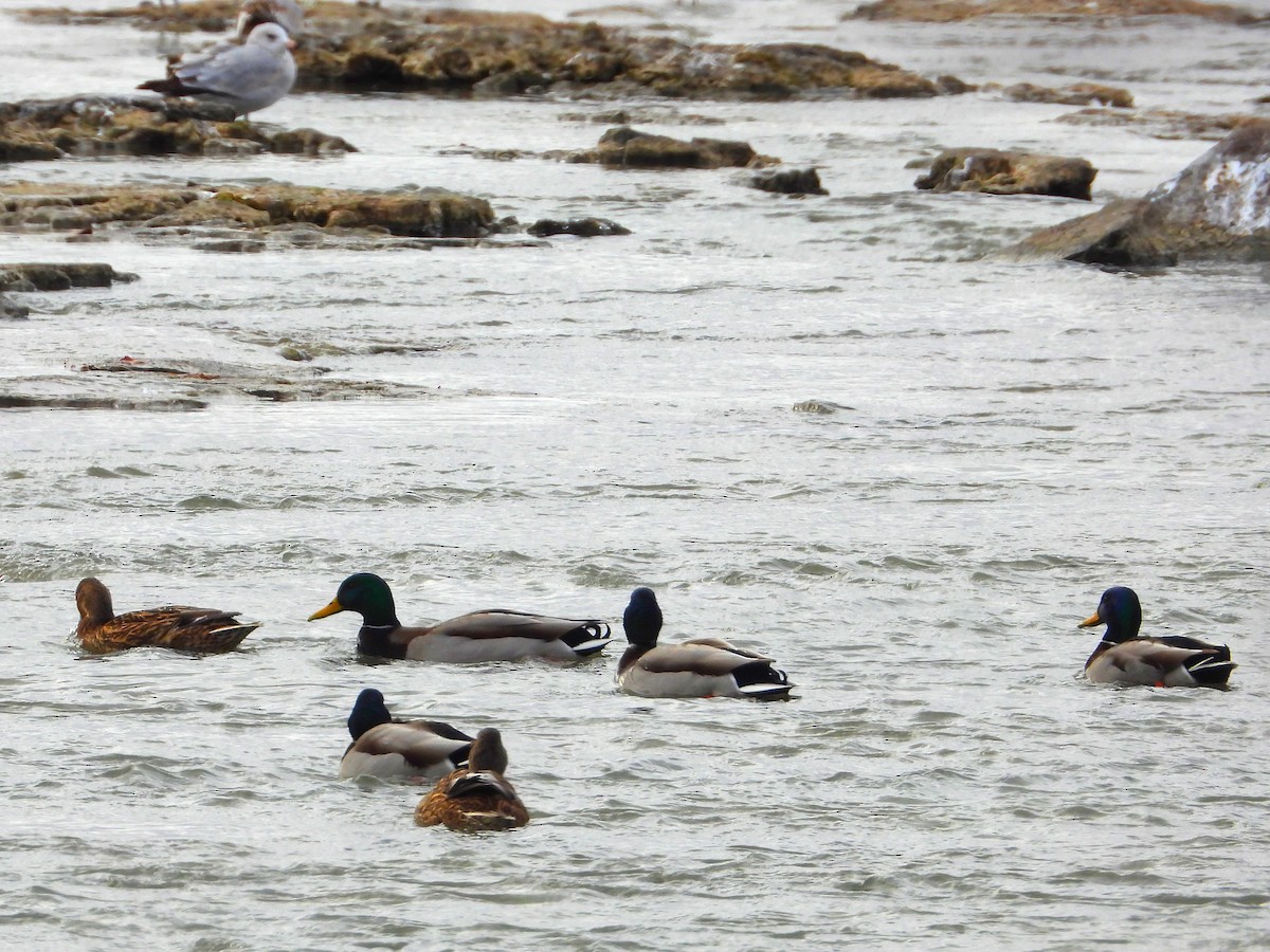 Stockente - ML647435085