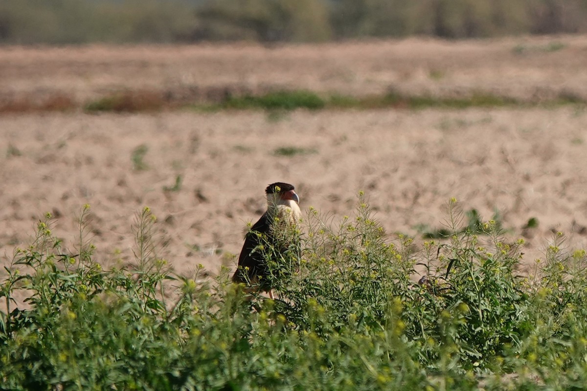 Schopfkarakara - ML647435087