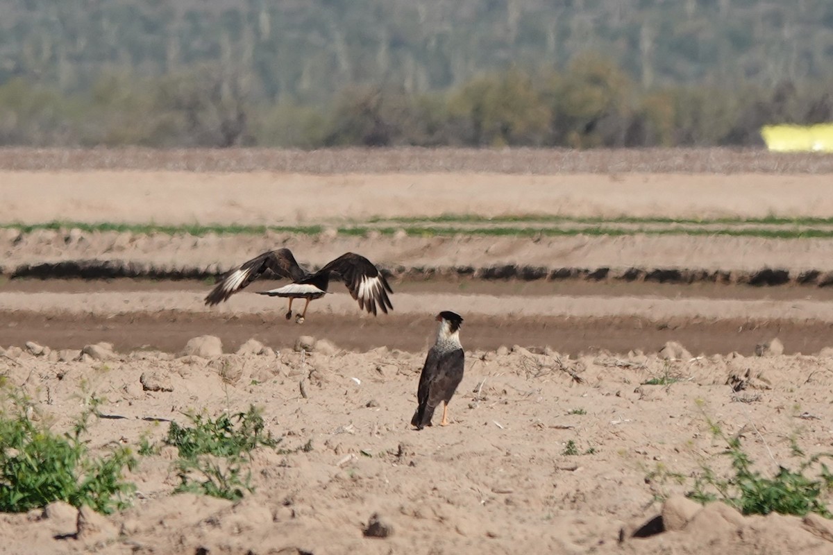 Schopfkarakara - ML647435088