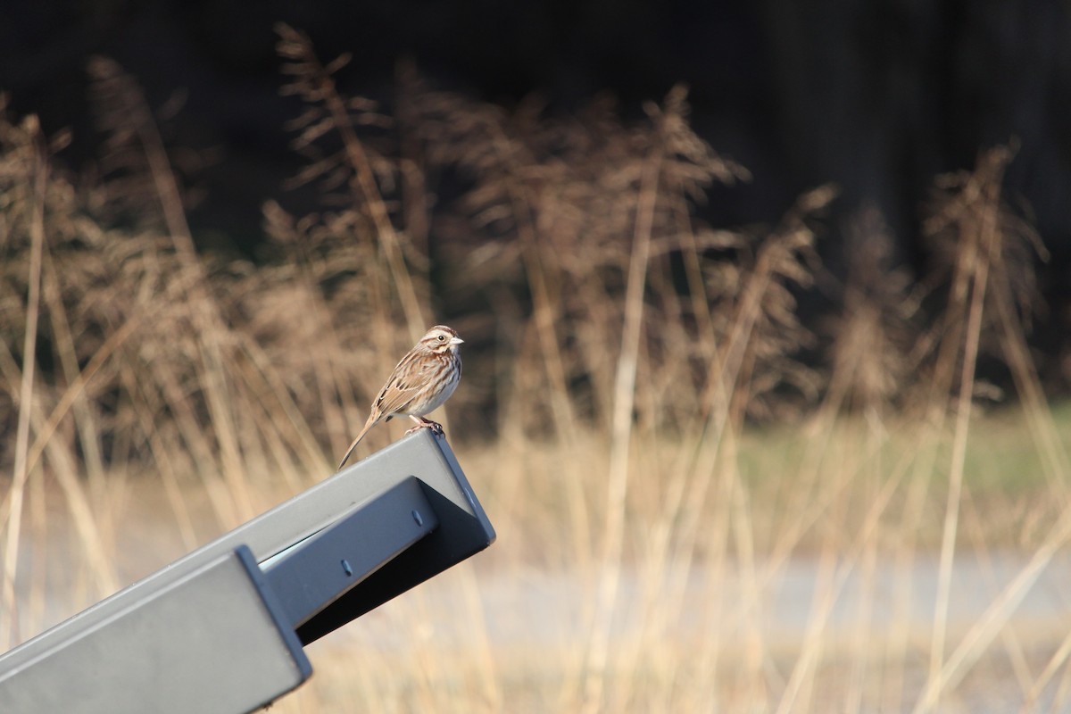 Singammer - ML647435090