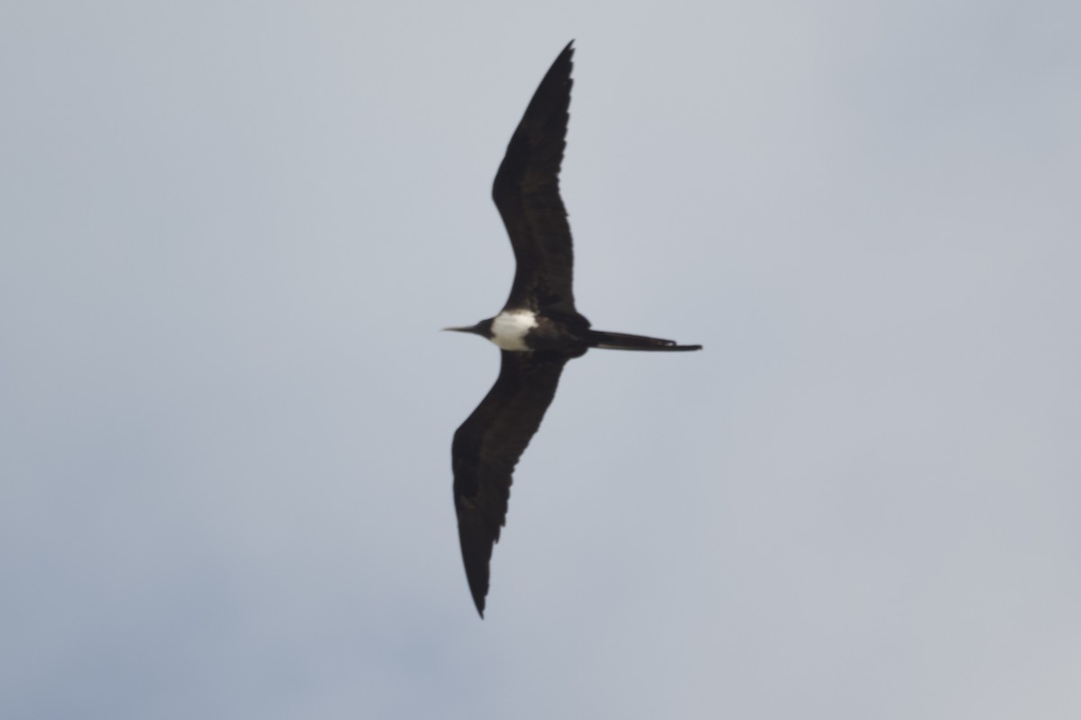 Magnificent Frigatebird - ML647435092
