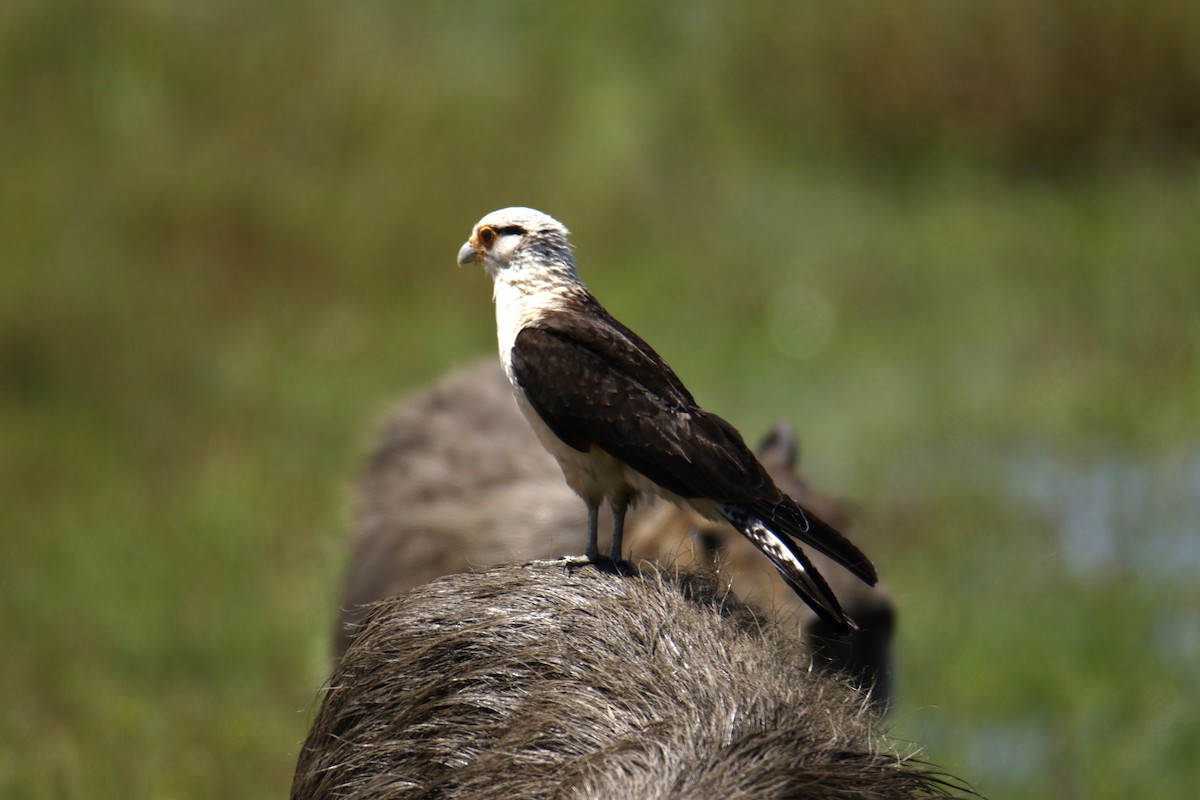 Yellow-headed Caracara - ML647435107