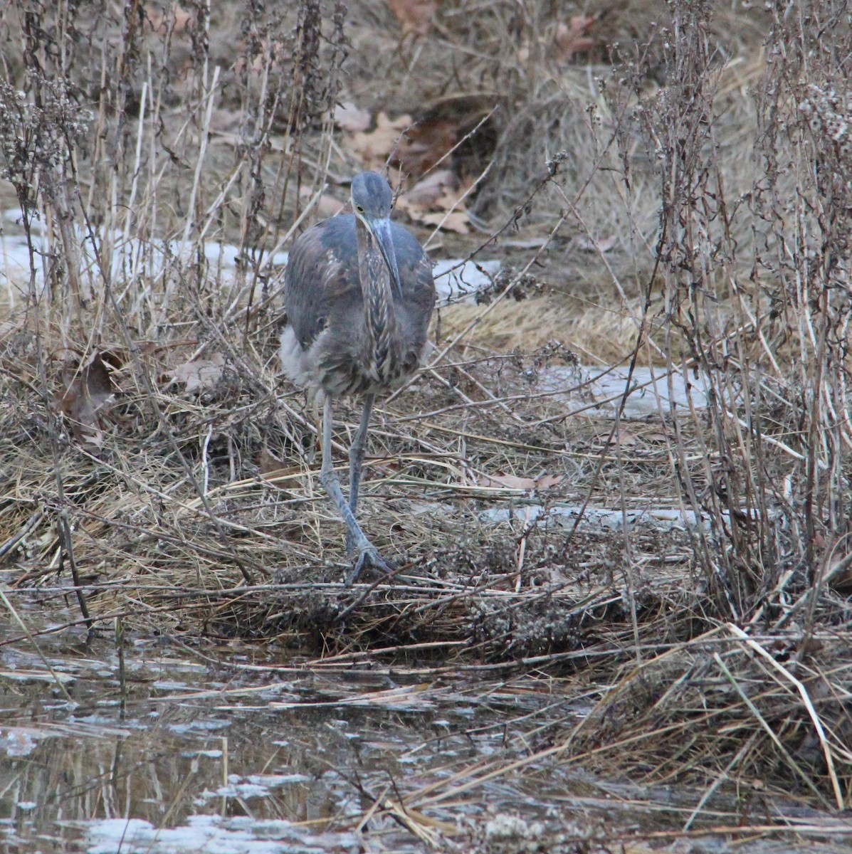 Great Blue Heron - ML647435111